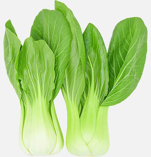 bok choy holland
