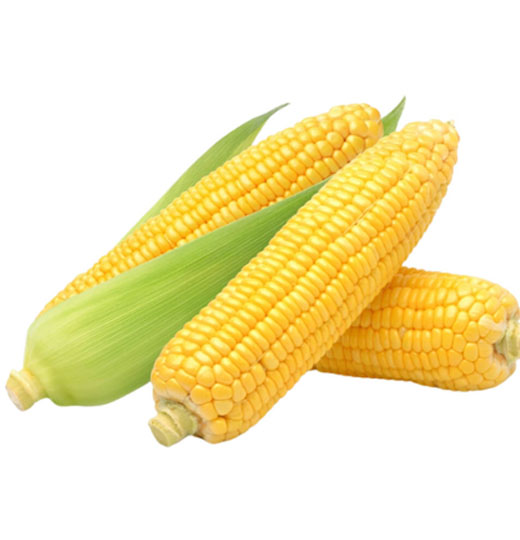 Sweet corn